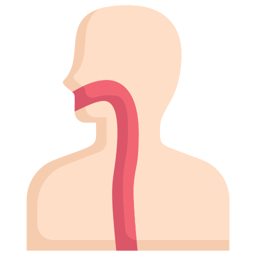 Esophagus