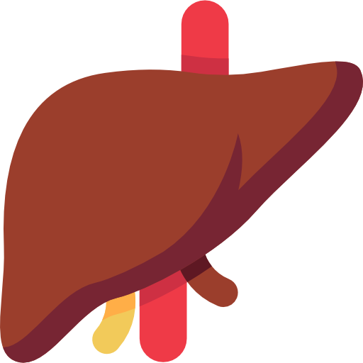 Liver Photo