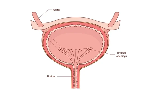 Bladder Cancer