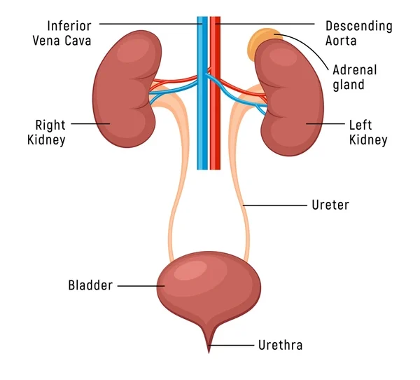 Urology Cancer