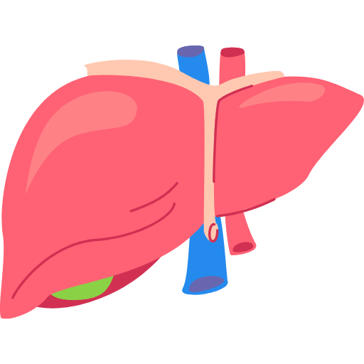 Liver Transplant